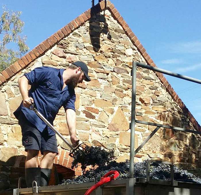 Grape preparation at Rockfords