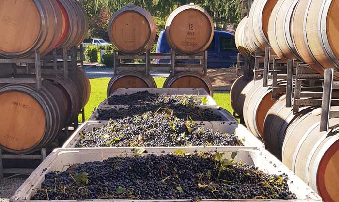 Grapes and Barrels during Vintage